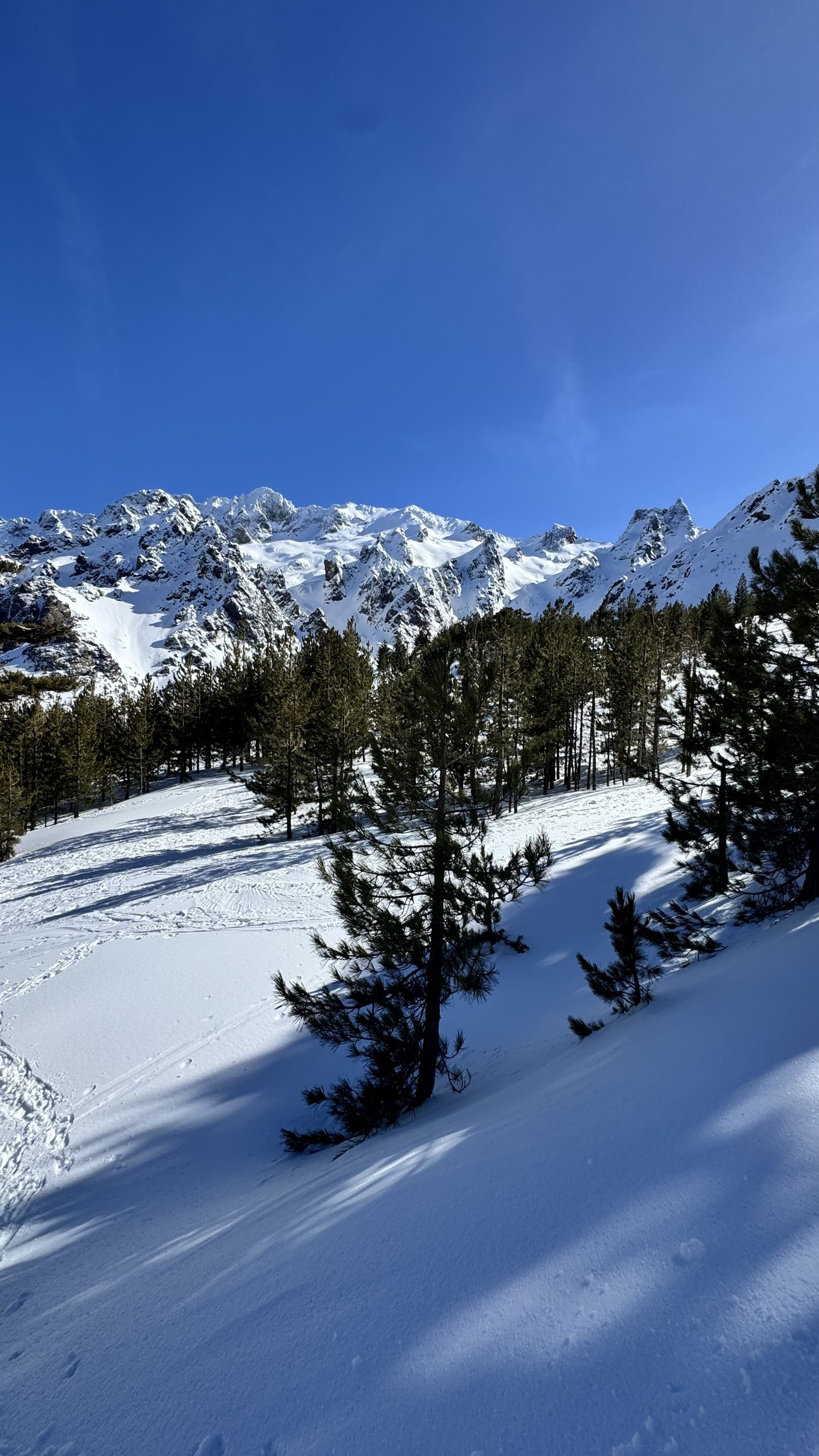 Pins dans la neige et sommets à Asco
